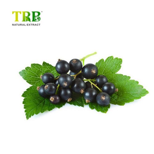Wholesale Black Cumin Seed Oil Manufacturers, Suppliers