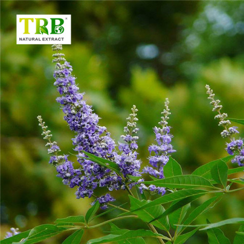 Wholesale Chaste Tree Extract Supplier, Factories
