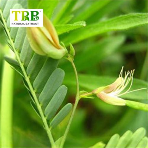 China Cassia Nomame Extract Manufacturers, Supplier