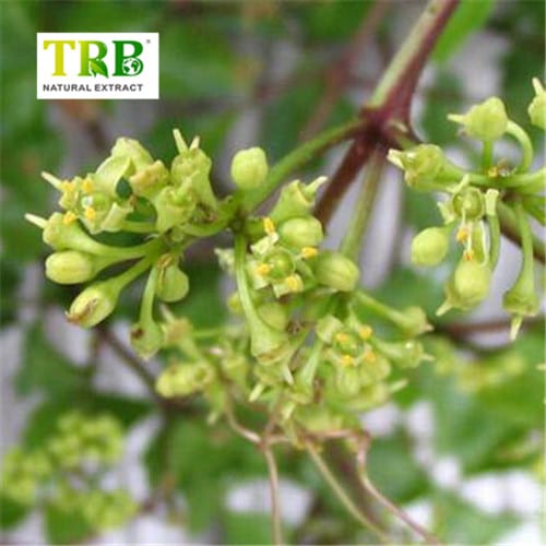 Wholesale Cissus Quadrangularis extract Manufacturers, Factory