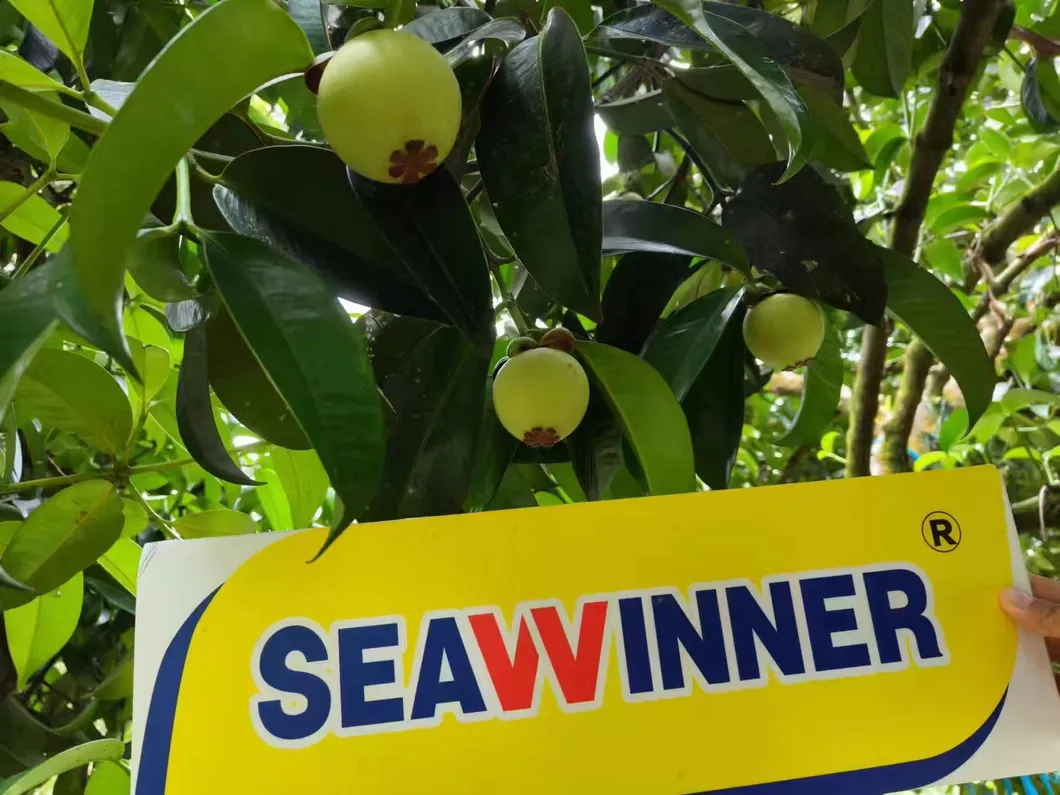 Micronutrient Fertilizer Results