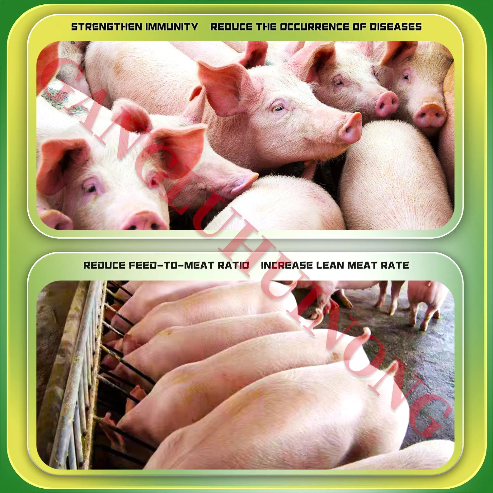 Feed Premixvitamins for Pigshigh-End Fattening Mineral Promoterpig Feed Concentratepig Growth Promoter