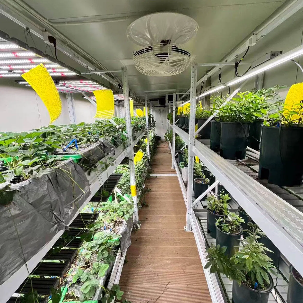 Smart Hydroponic Container Hydroponic System and Hydroponic Farm Smart Hydroponic Growing Solution