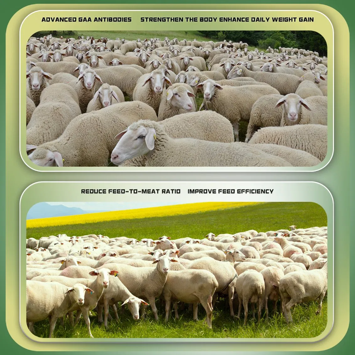 Wholesale Veterinary Ruminant Vitamin Lysine Zinc Oxide Feed Premix Fast Fattening and Rapid Weight Gain Growth Booster Animal Feed Additives for Cattle Sheep