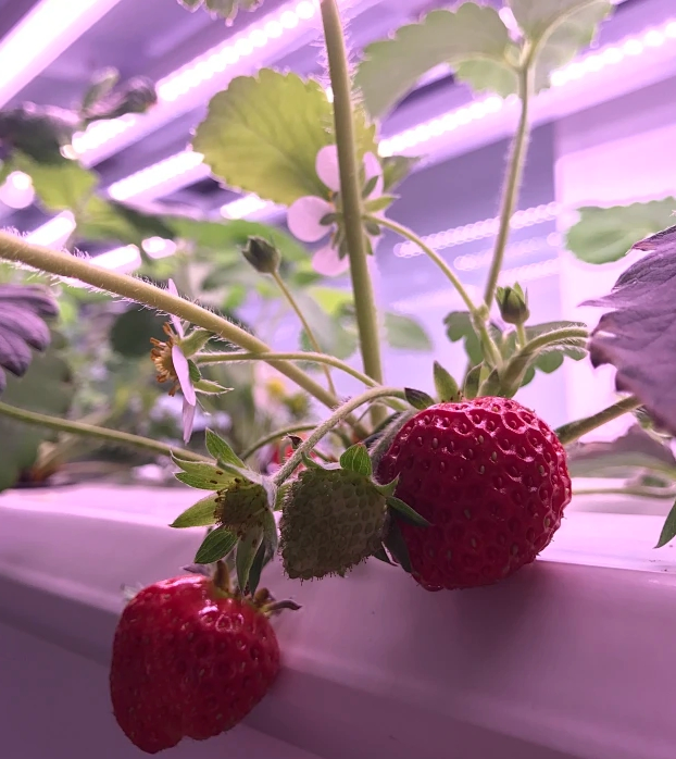 Reinfa Precision Anti-Clogging Drip Irrigation Solution for Vertical Hydroponic Strawberry Farming