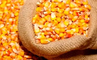 Poultry Feed Application