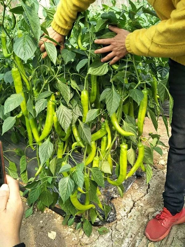 Blan N-4 Slow Release Nitrogen Plus Seaweed