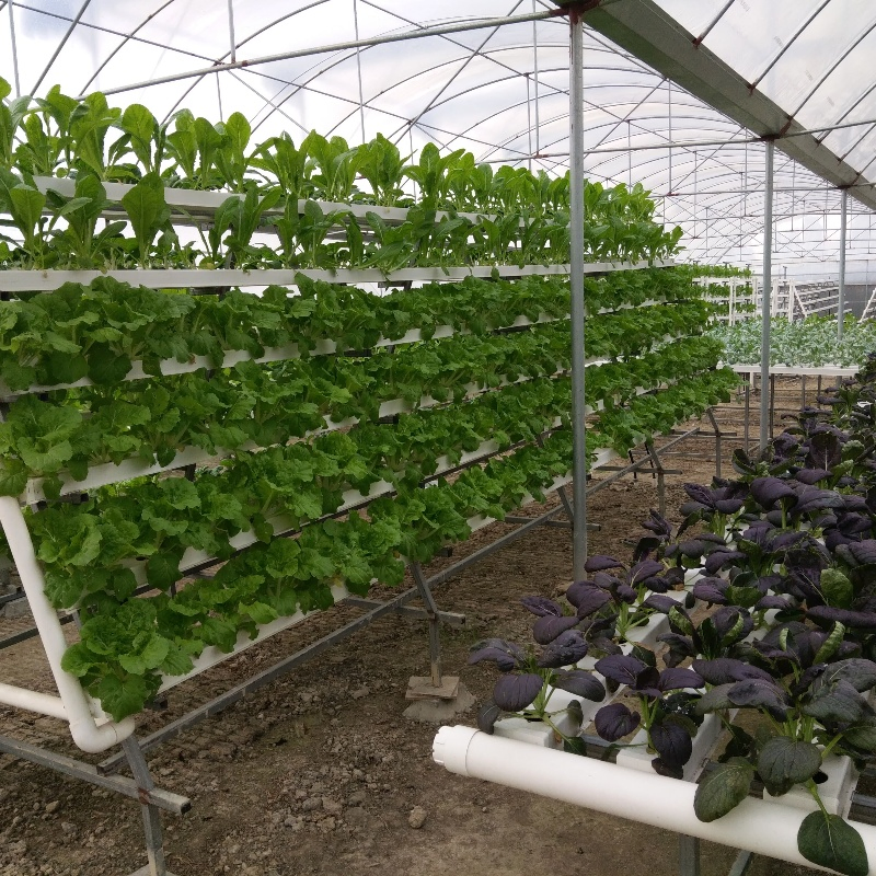 Vertical Farming Solutions Indoor Hydroponic Gardening Nft Setup