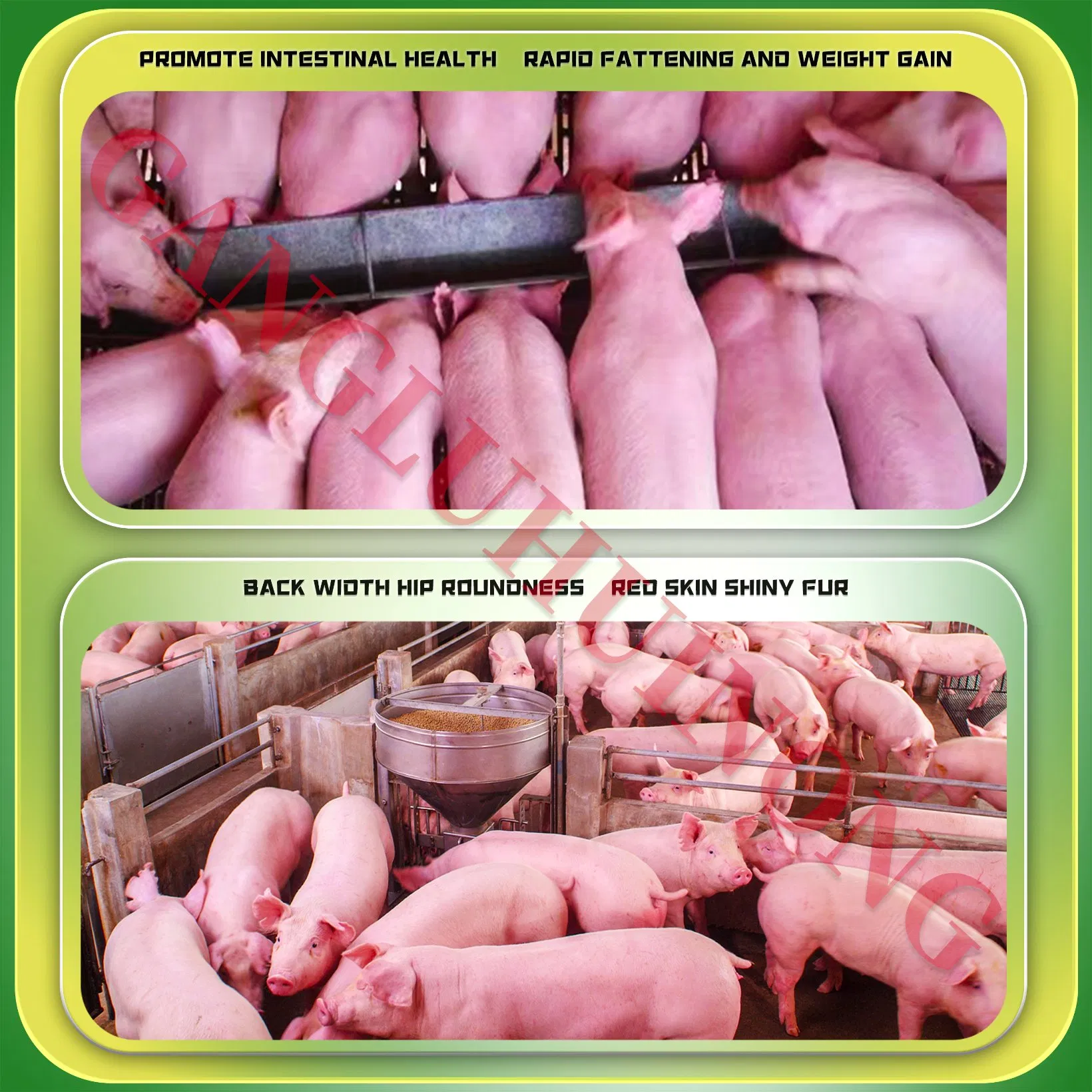 High Quality Pig Fattening Zinc Oxide Premix Feed Grade L Lysine Hci 98.5 Probiotics Vitamins C Mineral Animal Growth Promoter Rapid Weight Gain Feed Additives