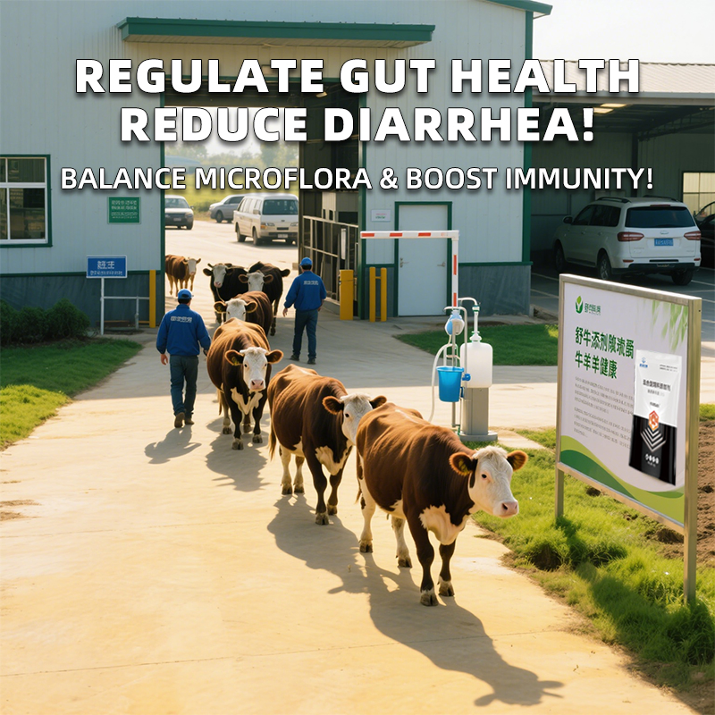 Ruminant Stomach Power Cattle &amp; Sheep Fattening Feed Additive Natural Probiotics Booster