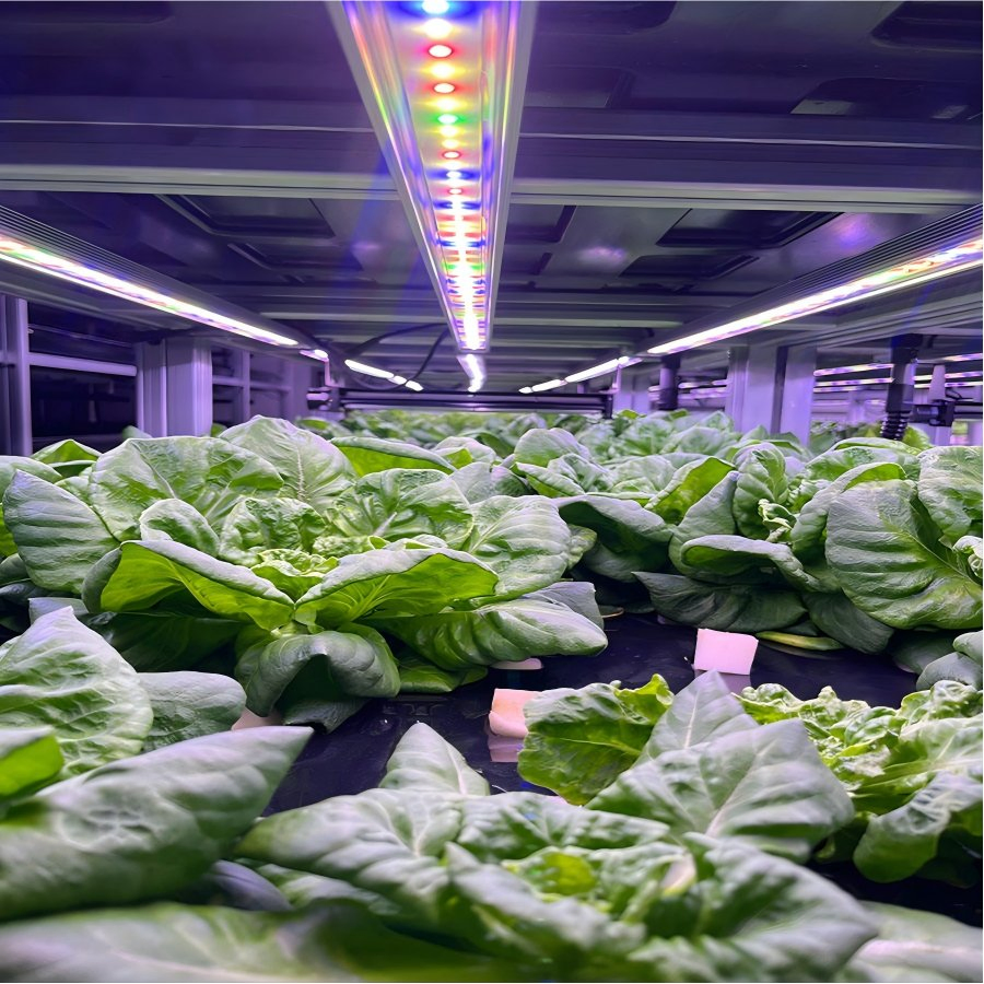 Integrated Hydroponic Container Hydroponic System and Grow Container Integrated Hydroponic Farming Solution