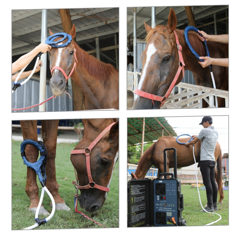 Pulsed Electromagnetic Field Pemf Magneto Therapy Magna Wave Equine Magnetic Equipment for Horses/Livestock/Pets