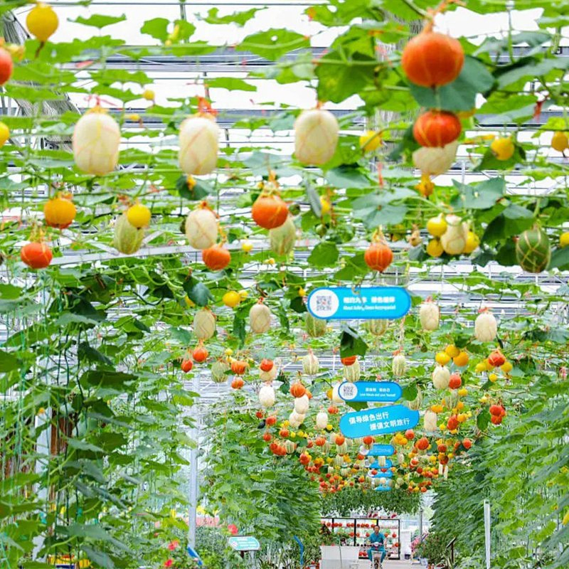 Greenhouse Nft Hydroponic Solution for Continuous Vegetable and Herb Production