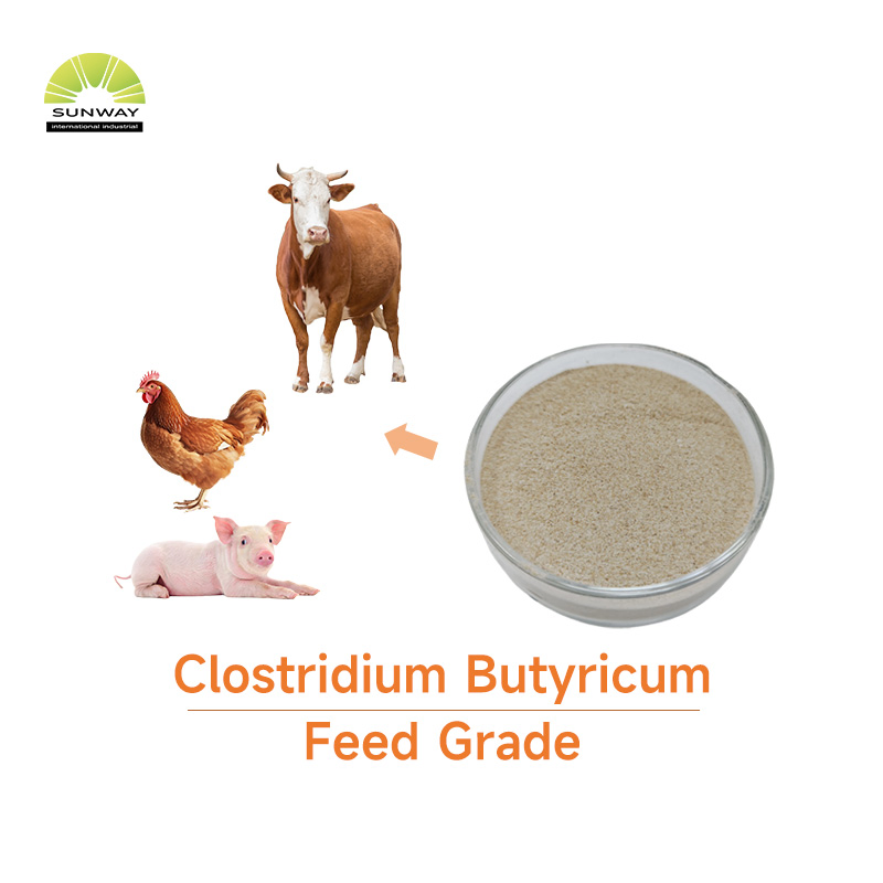 Wholesale Aquaculture Probiotics Feed Additive Clostridium Butyricum for Animal