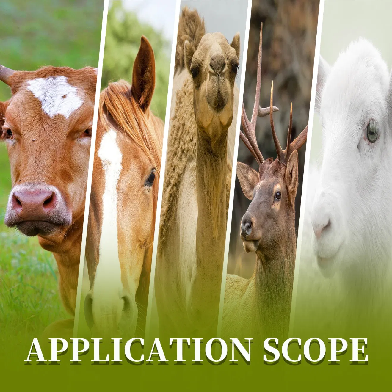 Wholesale Veterinary Ruminant Vitamin Lysine Zinc Oxide Feed Premix Fast Fattening and Rapid Weight Gain Growth Booster Animal Feed Additives for Cattle Sheep