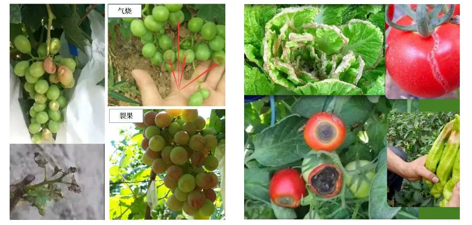 Calcium and Magnesium Deficiency