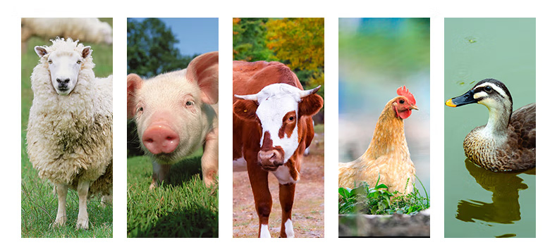 Granular MDCP 21% Feed Grade Phosphate