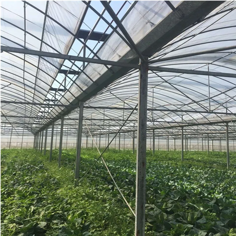 Multi-Span Film Greenhouse Interior