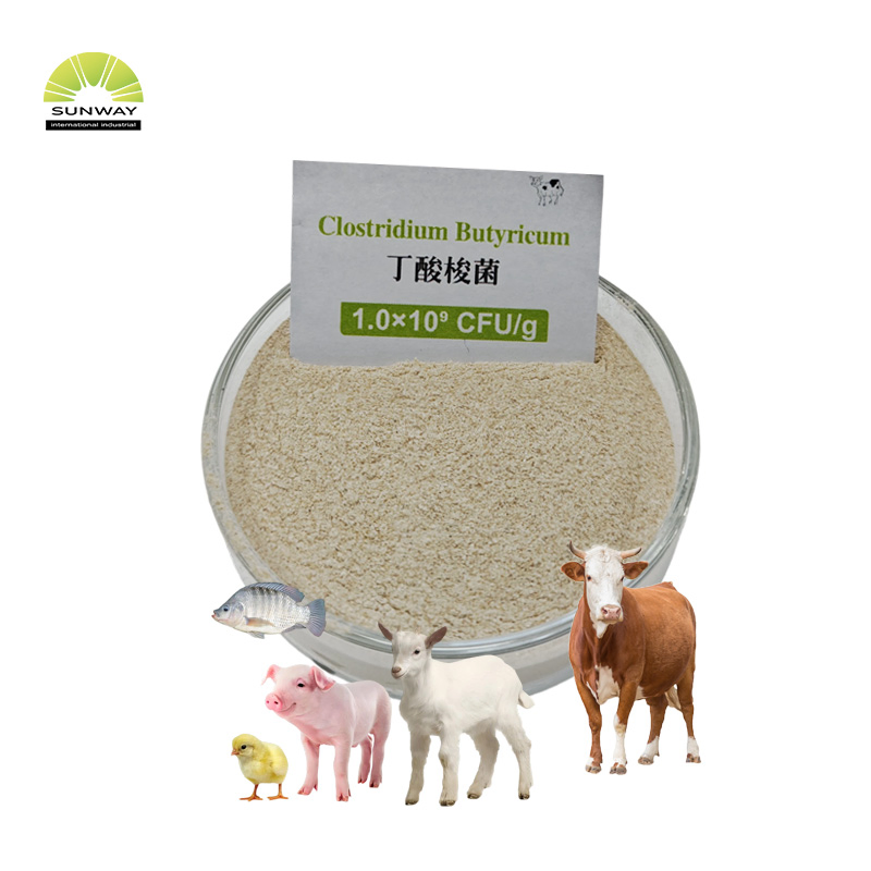 Wholesale Aquaculture Probiotics Feed Additive Clostridium Butyricum for Animal
