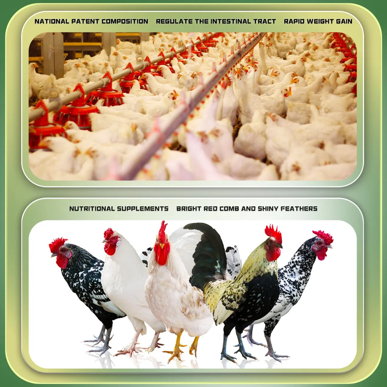 Broiler Chicken Premix Feed Animal Booster Feed Additives Lutein Vitamins Minerals Supplements Poultry Growth Promoter for Livestock to Improve Meat Quality