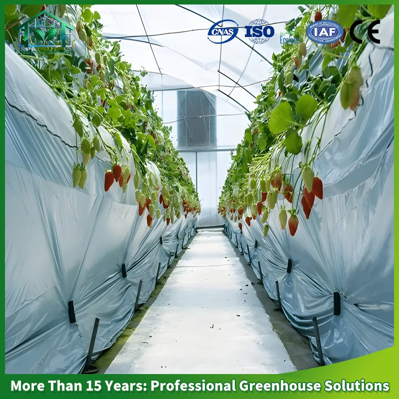 Industrial Hydroponic Glass Greenhouse Solution for Vertical Strawberry Farm