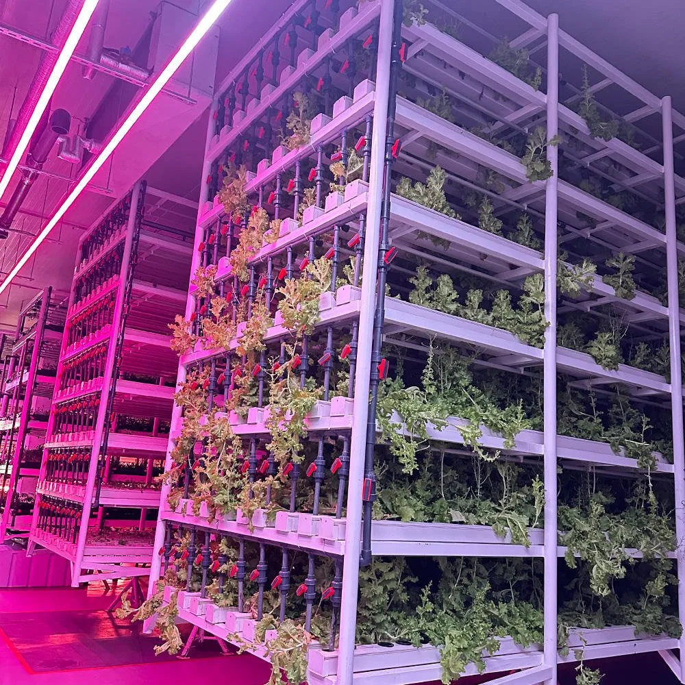 Containerized Hydroponic System Provides Complete Solution for Commercial Farms in Hydroponic Container Farm and Plant Factory Container