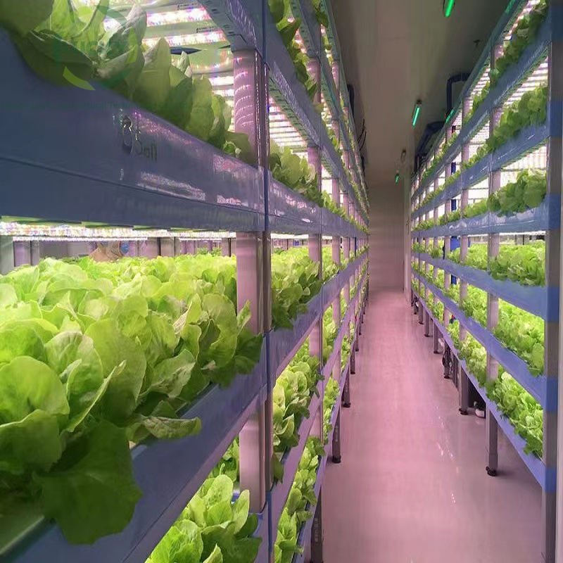 Containerized Hydroponic System Provides Complete Solution for Commercial Farms in Hydroponic Container Farm and Plant Factory Container