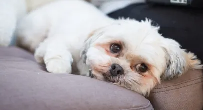 Pet Tear Stains Causes