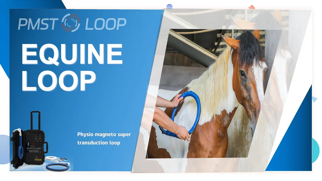 PEMF Equine Magnetic Equipment