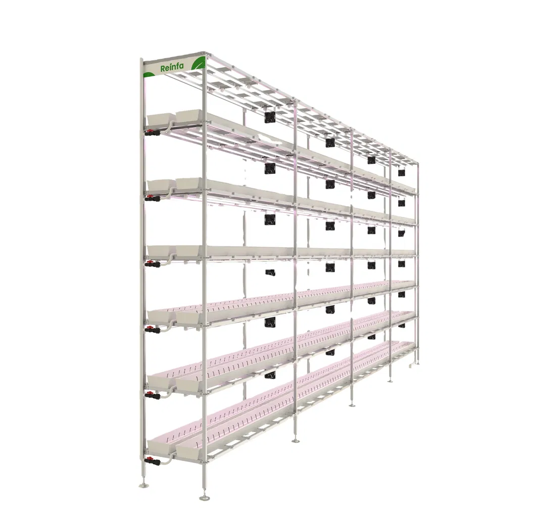 Vertical Hydroponic Strawberry Farming