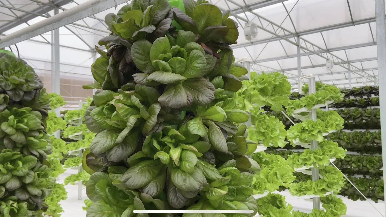 Multi-Span Film Greenhouse for Sale - Hydroponic Farming Solution