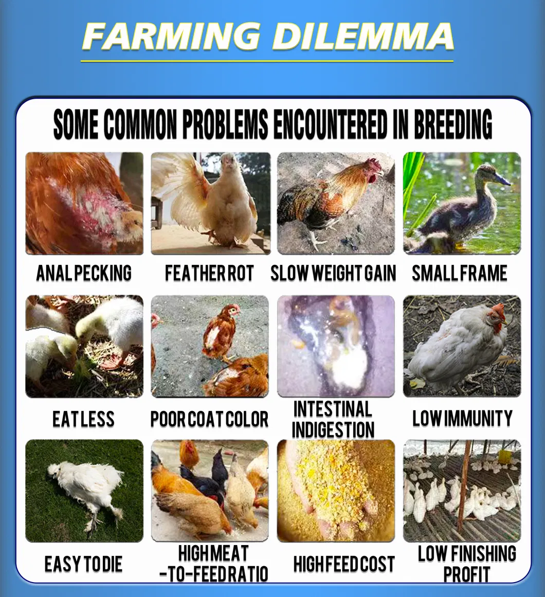 Poultry Feed Detail 1