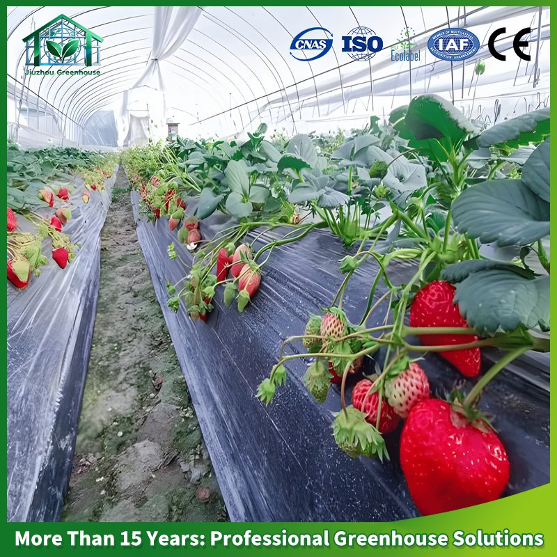 Industrial Hydroponic Glass Greenhouse Solution for Vertical Strawberry Farm