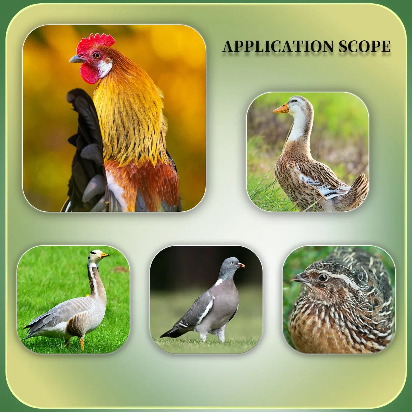 High Quality Poultry Feed Grade Lysine Lichen Spore Bacteria Animal Feed Additive Weight Gain Promoter for Livestock Broiler Chicken Pekin Duck Meat Goose