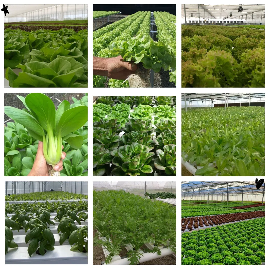 Healthy Crops