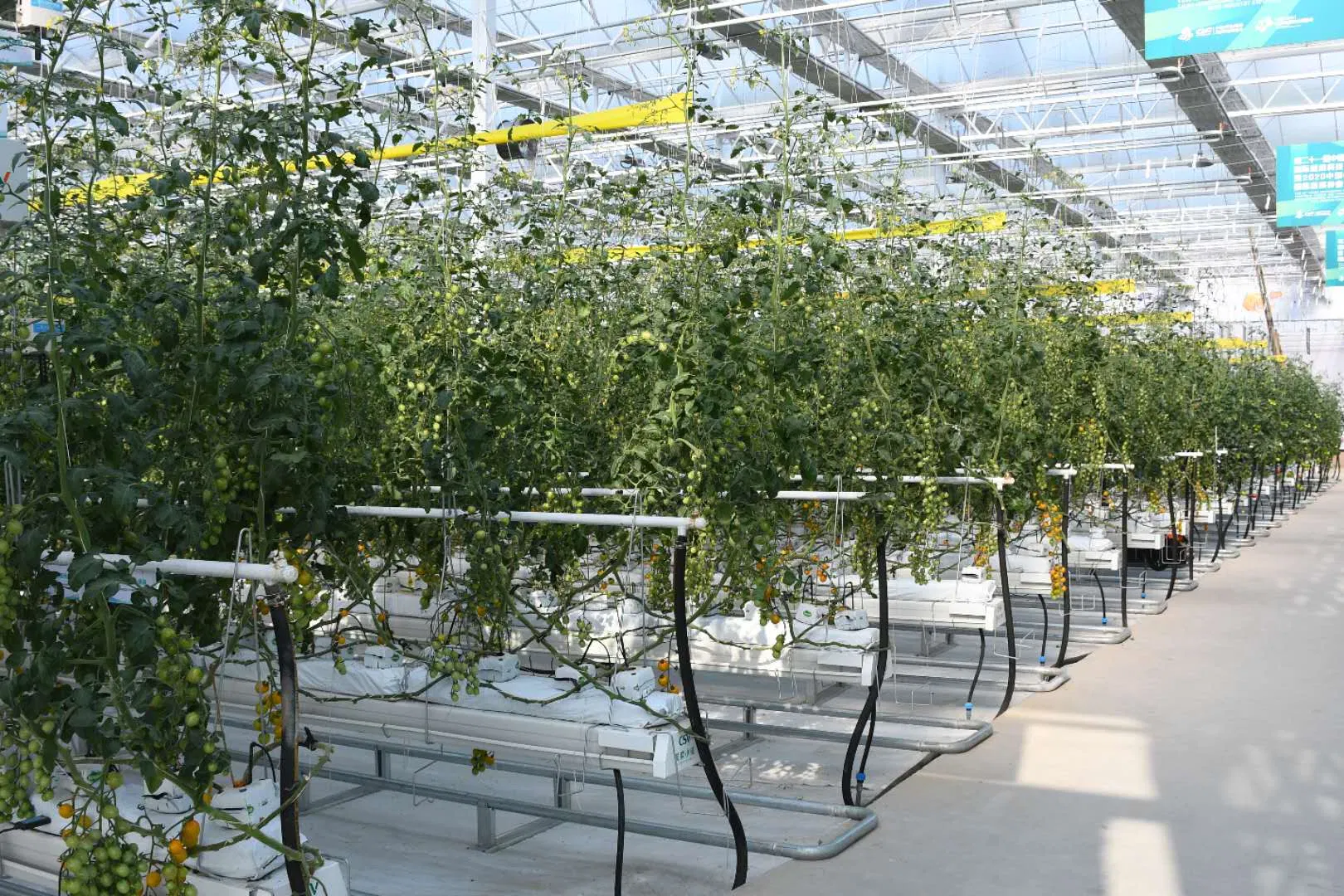 Multi-Span Film Greenhouse for Sale - Hydroponic Farming Solution