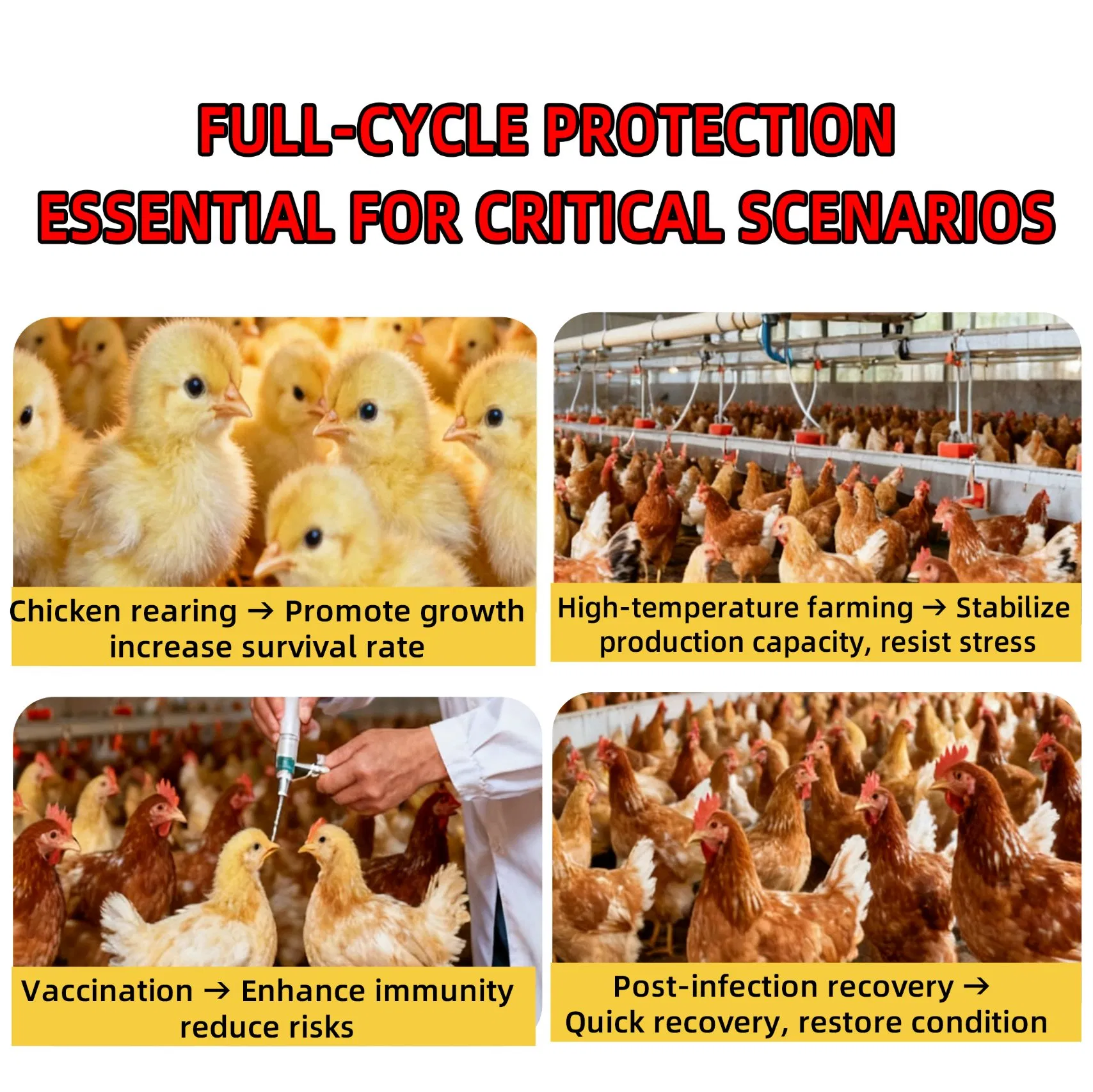 Cy Golden Vitasol: Growth Promoter &amp; Improve Resistance &amp; Survival Rate