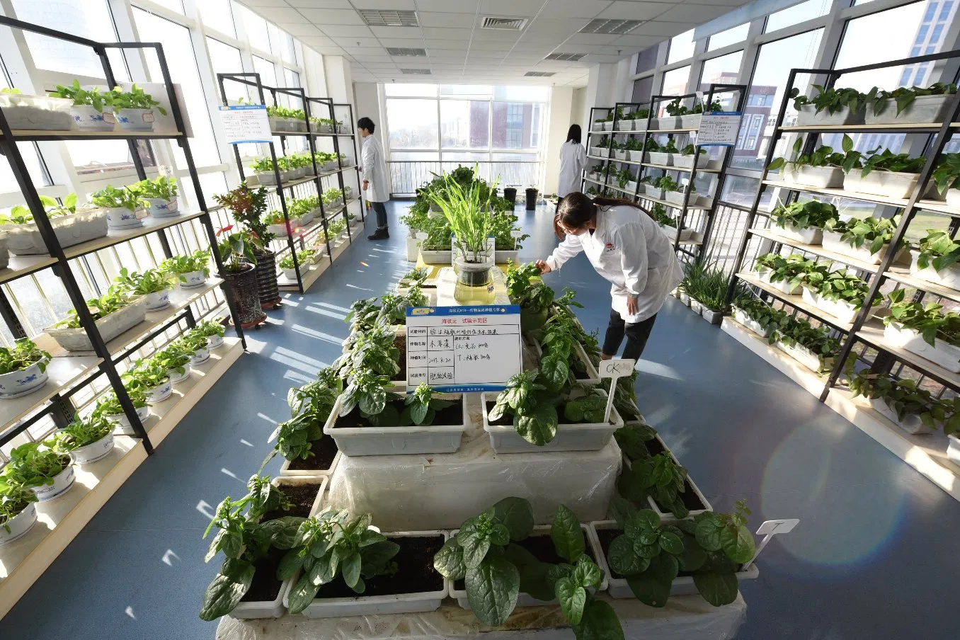 Nutree, Micronutrient Fertilizer, Horticulture, Calcium Fertilizer, Magnesium Fertilizer