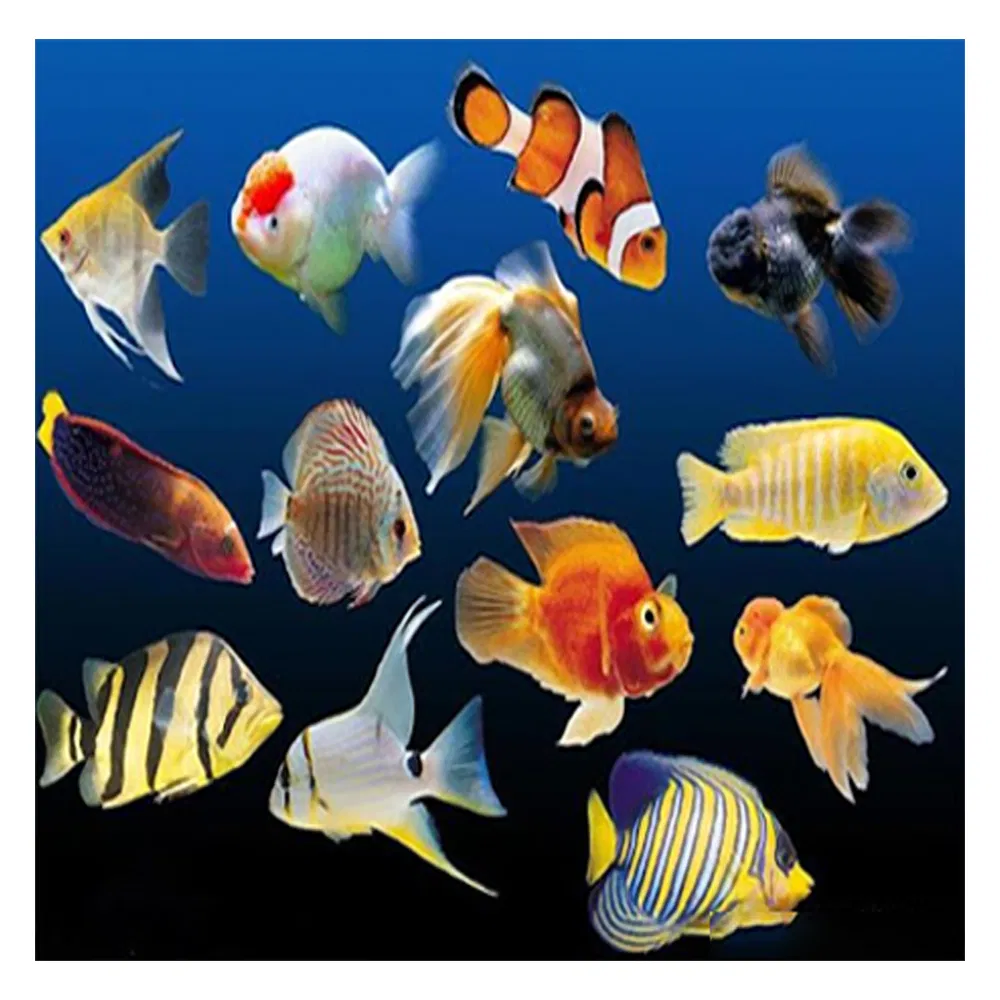 Aquaculture Application