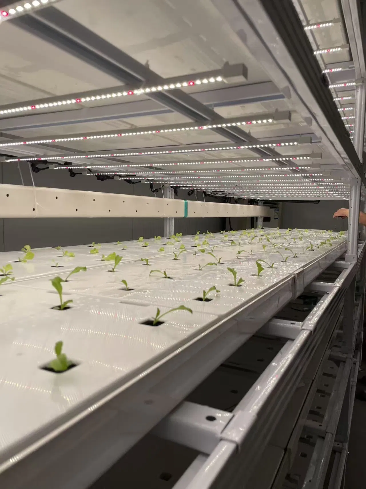 Customizable Indoor Vertical Hydroponic Growing Rack Commercial Lettuce Farming Solution with Smart Airflow Technology