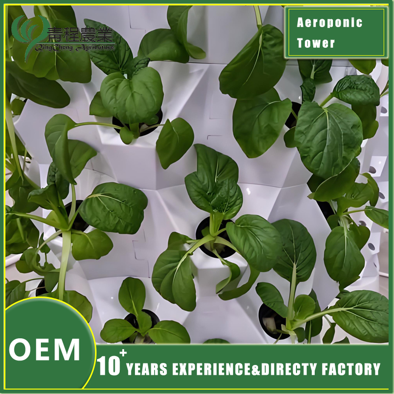 Custom Pineapple Storage Solutions for Efficient Home Organization