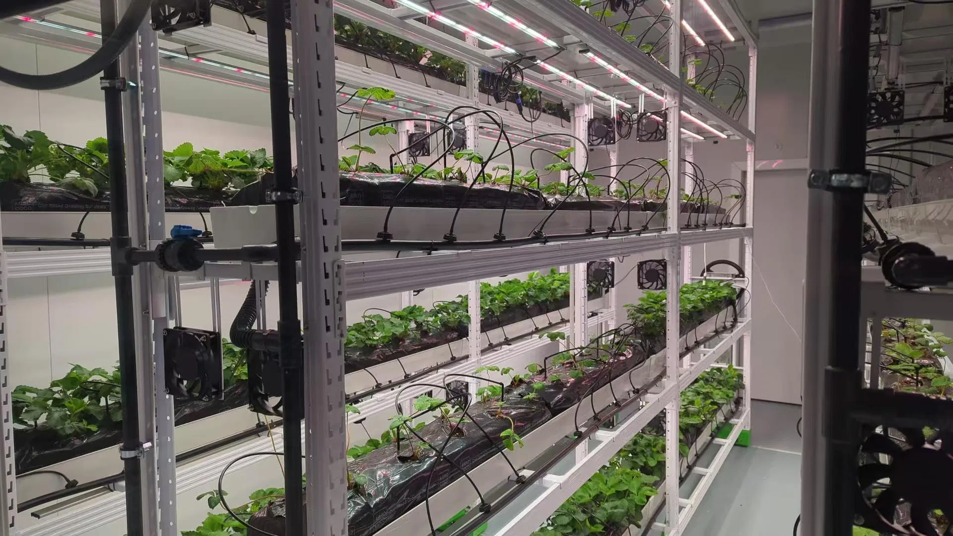 Reinfa Farmdrip S Layered Vertical Grow Solution Optimized for High-Yield Indoor Strawberry Production