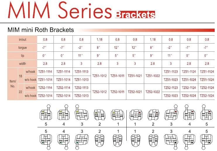 Orthodontic Detail 3
