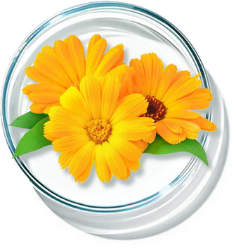 Golden Chamomile Ingredient