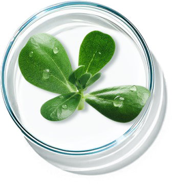 Purslane Extract Ingredient