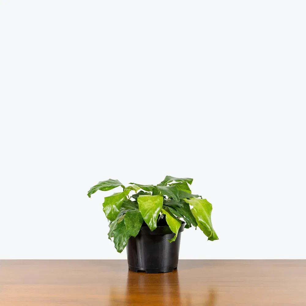 Calathea Network: Premium Indoor Plant Care Solutions for Home