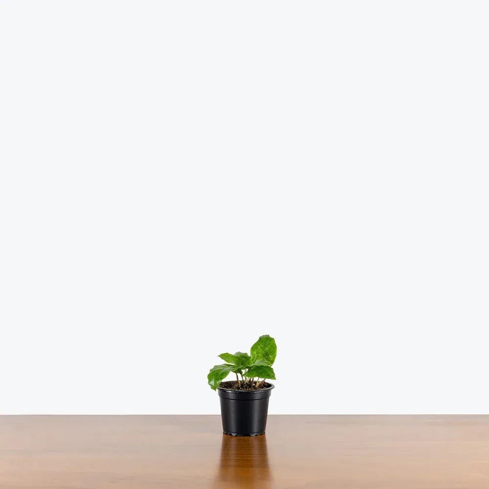 Calathea Network: Premium Indoor Plant Care Solutions for Home