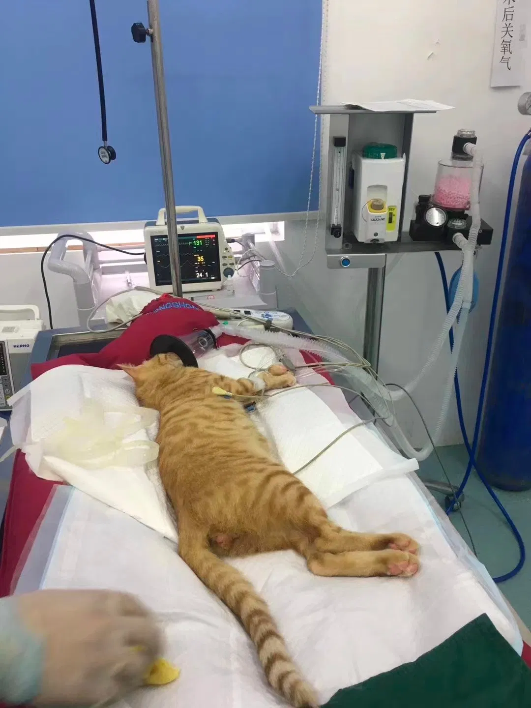 High Quality Veterinary Instrument Air Warming System for Dog for Veterinary Equipment and Patient Care