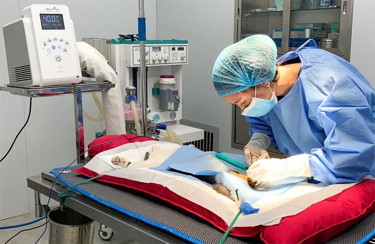 High Quality Veterinary Instrument Air Warming System for Dog for Veterinary Equipment and Patient Care