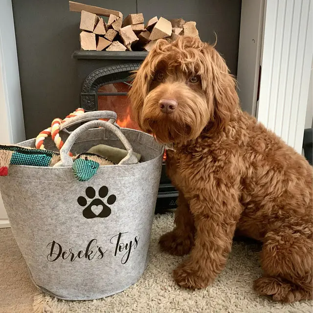 ODM Hot selling Product: Dog Toy felt  Storage Manufacturer, Pricelist